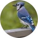 Jay Gutovich profile picture