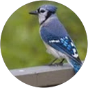 Jay Gutovich profile picture